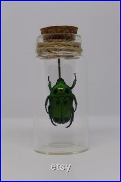 Fiole en verre véritable Heterorrhina sexmaculata curiosité framed Naturalisé entomologie cabinet curiosity oddities cetoine