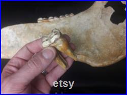 Fossile de mâchoire de cheval du Pléistocène