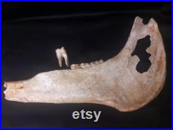 Fossile de mâchoire de cheval du Pléistocène