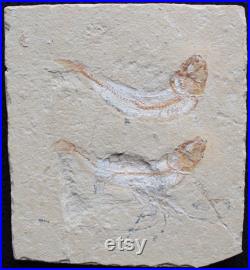 Fossile de poisson Gaudryella 08R
