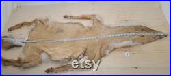 Fourrure de Coyote AVEC PATTES, peau de coyote, Canada, Nord Américain, fourniture et produits taxidermie, Cuir, tannage, pelt
