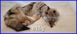 Fourrure de Coyote AVEC PATTES, peau de coyote, Canada, Nord Américain, fourniture et produits taxidermie, Cuir, tannage, pelt