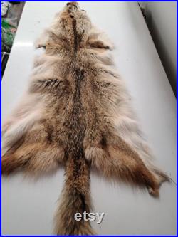 Fourrure de Coyote du Québec, Canada, sans les pattes fourniture et produits taxidermie, Cuir, tannage, pelt