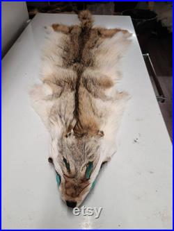 Fourrure de Coyote du Québec, Canada, sans les pattes fourniture et produits taxidermie, Cuir, tannage, pelt