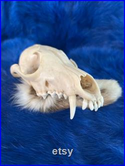 Fox skull without jaw
