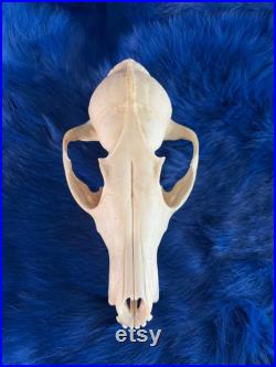 Fox skull without jaw