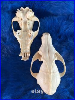 Fox skull without jaw