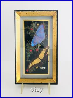 Framed Butterflies in a Shadow Box de Francis Curiosités vintage à Bubbly Creek