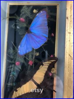 Framed Butterflies in a Shadow Box de Francis Curiosités vintage à Bubbly Creek