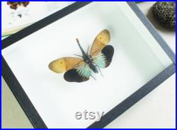 Fulgore naturalisé en boite entomologique Pyrops pyrorhyncha (Taxidermie, entomologie, insecte)