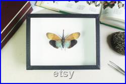 Fulgore naturalisé en boite entomologique Pyrops pyrorhyncha (Taxidermie, entomologie, insecte)