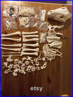 Full skeleton bull terrier oddities cabinet de curiosités taxidermie