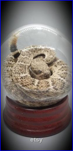 GLOBE Wet spécimen diamantaire serpent à sonnettes taxidermie monter formaline bizarreries fixes Reptile lézard obscur
