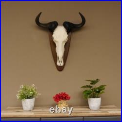 GNU Trophée De Crâne Largeur 58 cm Afrique Taxidermie Trophée