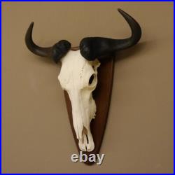 GNU Trophée De Crâne Largeur 58 cm Afrique Taxidermie Trophée
