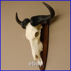 GNU Trophée De Crâne Largeur 58 cm Afrique Taxidermie Trophée