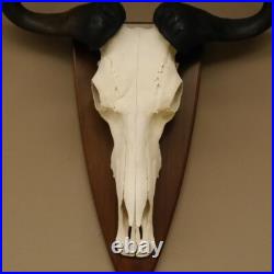 GNU Trophée De Crâne Largeur 58 cm Afrique Taxidermie Trophée