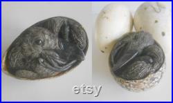 GREAT AUK egg with chick replica Extinct species