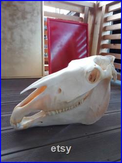 Géant vrai crâne de cheval tête taxidermie éducation science étude exposition jardin exposition décoration maison gothique chamanique ornement de guérison