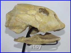 Genuine Turtle Skull Fossil Rare Reptile from Morocco