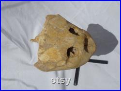 Genuine Turtle Skull Fossil Rare Reptile from Morocco