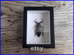 Giant Water Bug Lethocerus Americanus, Entomology Curiosity Dark Academia Home Decor Frame