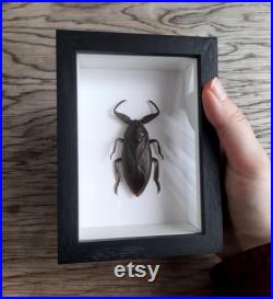 Giant Water Bug Lethocerus Americanus, Entomology Curiosity Dark Academia Home Decor Frame