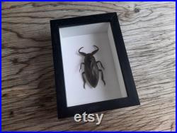 Giant Water Bug Lethocerus Americanus, Entomology Curiosity Dark Academia Home Decor Frame