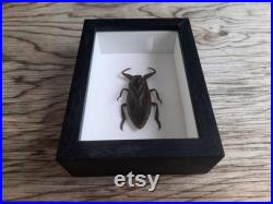 Giant Water Bug Lethocerus Americanus, Entomology Curiosity Dark Academia Home Decor Frame