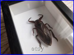 Giant Water Bug Lethocerus Americanus, Entomology Curiosity Dark Academia Home Decor Frame