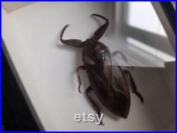 Giant Water Bug Lethocerus Americanus, Entomology Curiosity Dark Academia Home Decor Frame