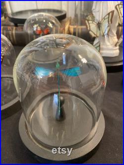 Globe en verre avec libellule Neurobasis chinensis