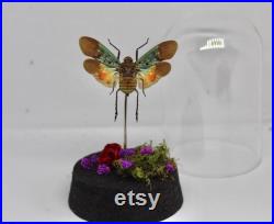 Globe entomologie insecte lanterne Penthicodes Farinosa cabinet de curiosité entomologie véritable naturalisé taxidermie fleurs