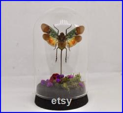Globe entomologie insecte lanterne Penthicodes Farinosa cabinet de curiosité entomologie véritable naturalisé taxidermie fleurs