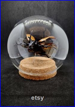 Globe entomologique d'un eupatorus gracilicornis, dynaste en vol, scarabée rhinocéros, collection insectes, cabinet de curiosités