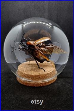 Globe entomologique d'un eupatorus gracilicornis, dynaste en vol, scarabée rhinocéros, collection insectes, cabinet de curiosités