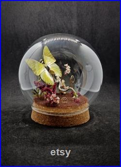 Globe entomologique d'un papillon, charaxes eupale, diorama, décoration féerique, cabinet de curiosités, collection insectes.
