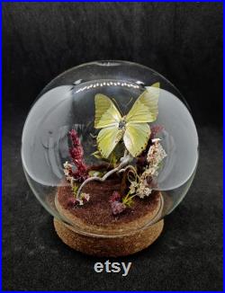 Globe entomologique d'un papillon, charaxes eupale, diorama, décoration féerique, cabinet de curiosités, collection insectes.