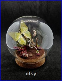 Globe entomologique d'un papillon, charaxes eupale, diorama, décoration féerique, cabinet de curiosités, collection insectes.