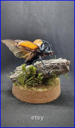 Globe entomologique d'un scarabee rhinocéros Eupatorus gracilicornis, coleoptère, dynaste, diorama naturel, environnement naturel, curiosité