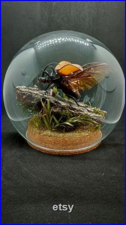 Globe entomologique d'un scarabee rhinocéros Eupatorus gracilicornis, coleoptère, dynaste, diorama naturel, environnement naturel, curiosité