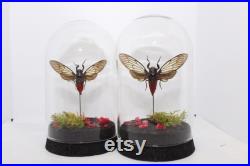 Globe insecte cigale Hueschys Incarnata cabinet de curiosité entomologie véritable naturalisé taxidermie cigale rouge oddities