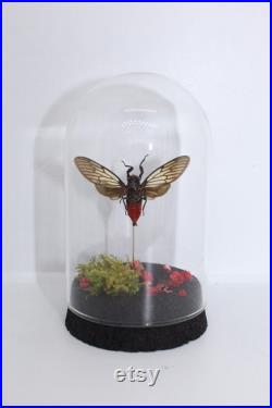 Globe insecte cigale Hueschys Incarnata cabinet de curiosité entomologie véritable naturalisé taxidermie cigale rouge oddities