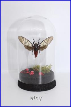 Globe insecte cigale Hueschys Incarnata cabinet de curiosité entomologie véritable naturalisé taxidermie cigale rouge oddities