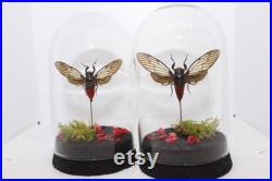 Globe insecte cigale Hueschys Incarnata cabinet de curiosité entomologie véritable naturalisé taxidermie cigale rouge oddities