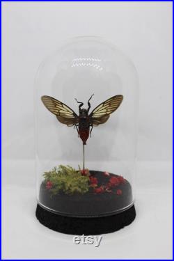 Globe insecte cigale Hueschys Incarnata cabinet de curiosité entomologie véritable naturalisé taxidermie cigale rouge oddities