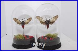 Globe insecte cigale Hueschys Incarnata cabinet de curiosité entomologie véritable naturalisé taxidermie cigale rouge oddities