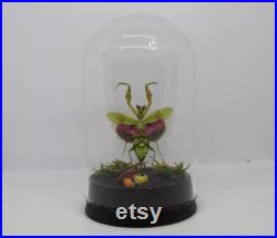 Globe insecte mante fleur asiatique creobroter gemmatus cabinet de curiosité entomologie véritable naturalisé taxidermie rose agate mantis