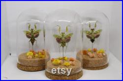 Globe insecte mante fleur asiatique creobroter gemmatus cabinet de curiosité entomologie véritable naturalisé taxidermie fleurs séchées