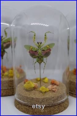 Globe insecte mante fleur asiatique creobroter gemmatus cabinet de curiosité entomologie véritable naturalisé taxidermie fleurs séchées